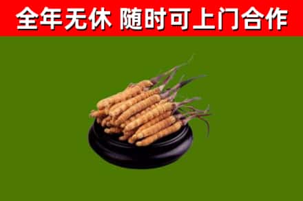 曲水烟酒回收冬虫夏草.jpg